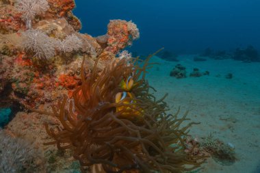 Kızıldeniz 'deki mercan resifi ve su bitkileri, Eilat Israel