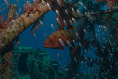 Kızıl Denizde yüzen balıklar, renkli balıklar, Eilat İsrail