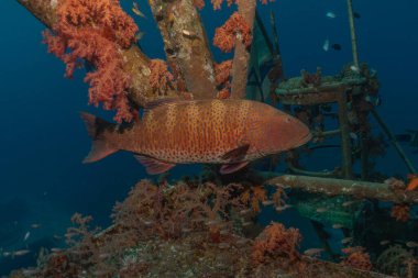 Kızıl Denizde yüzen balıklar, renkli balıklar, Eilat İsrail