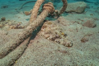 Kızıl Denizde yüzen balıklar, renkli balıklar, Eilat İsrail