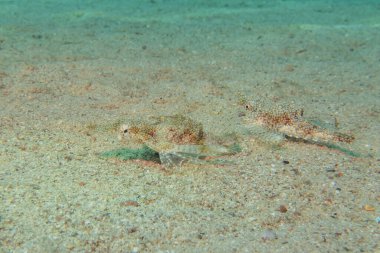 Kızıl Denizde yüzen balıklar, renkli balıklar, Eilat İsrail