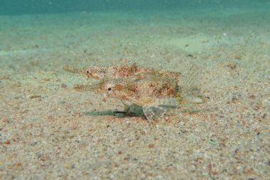 Kızıl Denizde yüzen balıklar, renkli balıklar, Eilat İsrail