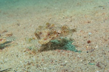 Kızıl Denizde yüzen balıklar, renkli balıklar, Eilat İsrail