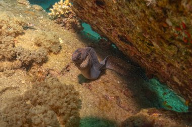 Moray eel Mooray lycodontis Kızıldenizde dalgalanma, Eilat Israel