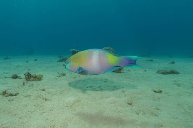 Kızıl Denizde yüzen balıklar, renkli balıklar, Eilat İsrail