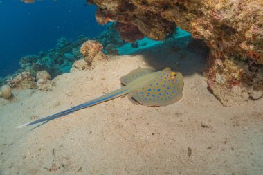Blue-spotted stingray On the seabed in the Red Sea Eilat, Israel clipart