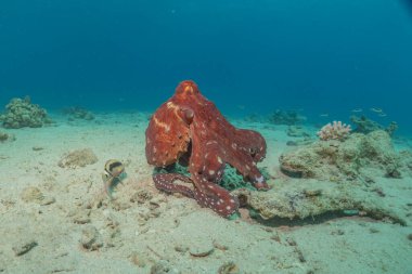 Mavi benekli vatoz Kızıldeniz Eilat, İsrail 'de deniz tabanında