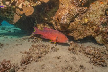 Kızıl Denizde yüzen balıklar, renkli balıklar, Eilat İsrail