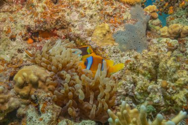 Kızıl Deniz 'deki palyaço balığı Renkli ve güzel, Eilat Israel