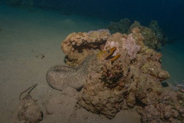 Moray eel Mooray lycodontis Kızıldenizde dalgalanma, Eilat Israel