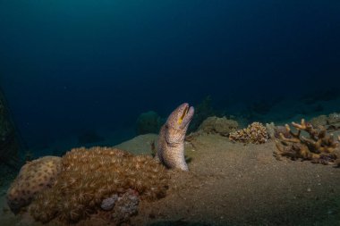 Moray eel Mooray lycodontis Kızıldenizde dalgalanma, Eilat Israel