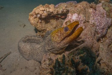 Moray eel Mooray lycodontis Kızıldenizde dalgalanma, Eilat Israel