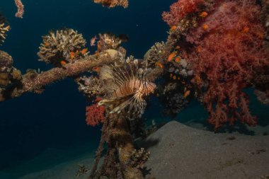 Kızıl Deniz 'deki aslan balığı renkli balık, Eilat Israel