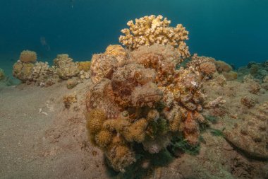 Kızıldeniz 'deki mercan resifi ve su bitkileri, Eilat Israel