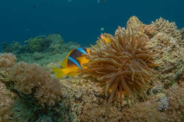 Kızıl Deniz 'deki palyaço balığı Renkli ve güzel, Eilat Israel