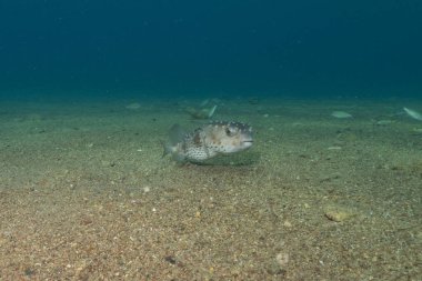 Kızıl Denizde yüzen balıklar, renkli balıklar, Eilat İsrail