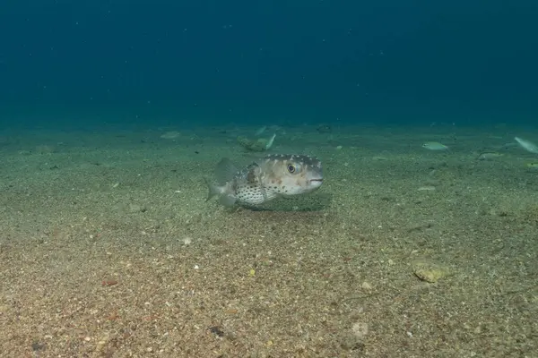 Kızıl Denizde yüzen balıklar, renkli balıklar, Eilat İsrail