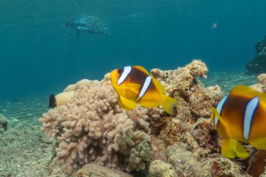 Kızıl Deniz 'deki palyaço balığı Renkli ve güzel, Eilat Israel