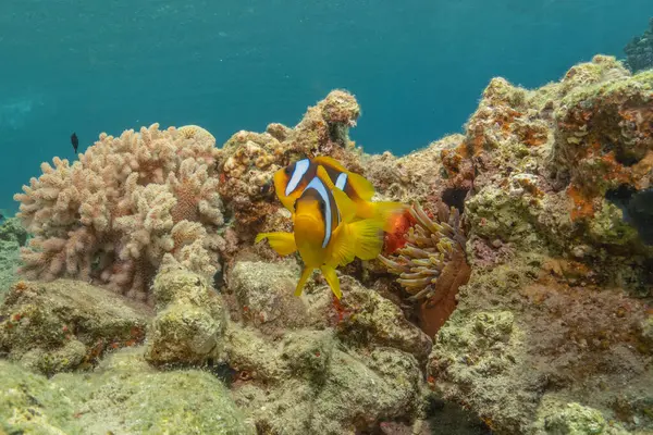 stock image Clown-fish in the Red Sea Colorful and beautiful, Eilat Israel