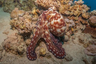 Kızıl Deniz 'deki kamuflajın kralı, Eilat Israel. 