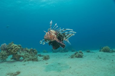 Kızıl Deniz 'deki aslan balığı renkli balık, Eilat Israel