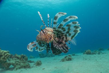 Kızıl Deniz 'deki aslan balığı renkli balık, Eilat Israel