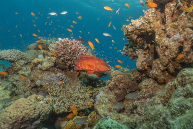 Kızıl Denizde yüzen balıklar, renkli balıklar, Eilat İsrail