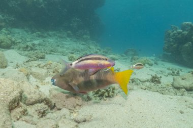 Kızıl Denizde yüzen balıklar, renkli balıklar, Eilat İsrail