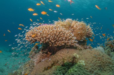 Kızıldeniz 'deki mercan resifi ve su bitkileri, Eilat Israel