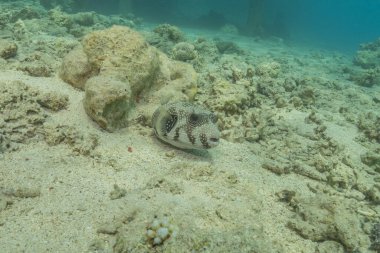 Kızıl Denizde yüzen balıklar, renkli balıklar, Eilat İsrail