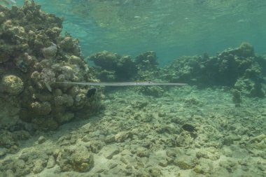 Kızıl Deniz 'deki mürekkep balığı Renkli ve güzel, Eilat Israel
