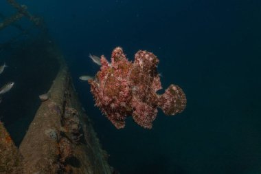 Kurbağalar Kızıl Deniz 'de yüzer, renkli balıklar, Eilat İsrail