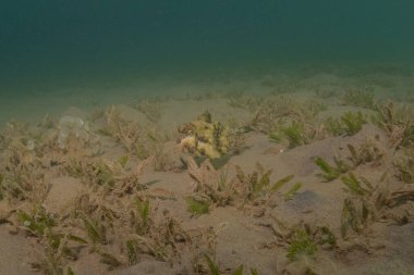 Kızıl Denizde yüzen balıklar, renkli balıklar, Eilat İsrail