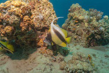 Kızıl Denizde yüzen balıklar, renkli balıklar, Eilat İsrail