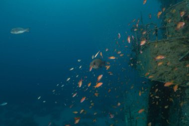 Kızıl Denizde yüzen balıklar, renkli balıklar, Eilat İsrail