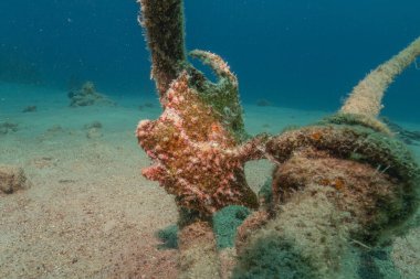 Kurbağalar Kızıl Deniz 'de yüzer, renkli balıklar, Eilat İsrail