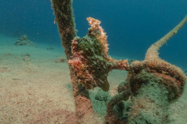 Kurbağalar Kızıl Deniz 'de yüzer, renkli balıklar, Eilat İsrail