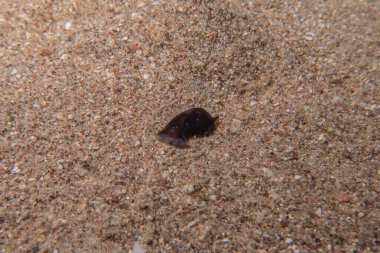 Kızıl Deniz 'deki deniz sümüklüböceği Renkli ve güzel, Eilat Israel