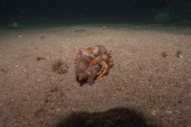 Kızıl Deniz 'deki keşiş yengeci Renkli ve güzel, Eilat Israel