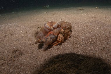 Kızıl Deniz 'deki keşiş yengeci Renkli ve güzel, Eilat Israel