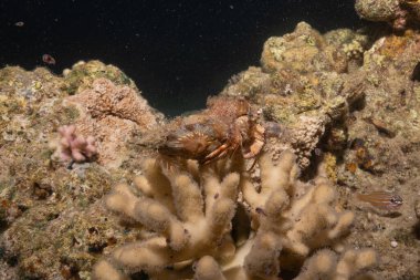 Kızıldeniz 'deki mercan resifi ve su bitkileri, Eilat Israel