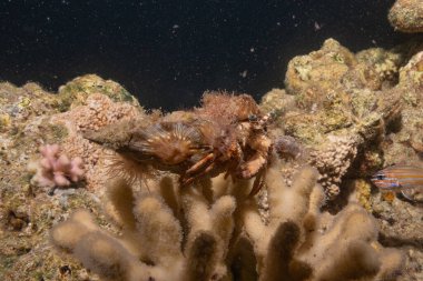 Kızıldeniz 'deki mercan resifi ve su bitkileri, Eilat Israel