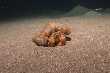 Kızıl Deniz 'deki keşiş yengeci Renkli ve güzel, Eilat Israel