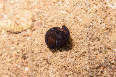 Kızıl Deniz 'deki deniz sümüklüböceği Renkli ve güzel, Eilat Israel