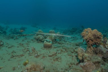 Kızıl Deniz 'deki mürekkep balığı Renkli ve güzel, Eilat Israel
