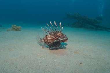 Kızıl Deniz 'deki aslan balığı renkli balık, Eilat Israel