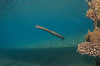 Kızıl Deniz 'deki mürekkep balığı Renkli ve güzel, Eilat Israel