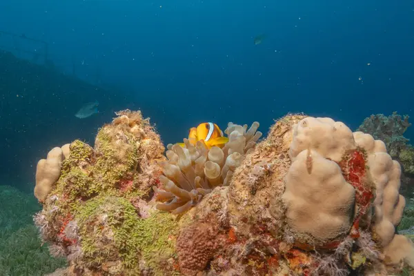 Kızıldeniz 'deki mercan resifi ve su bitkileri, Eilat Israel