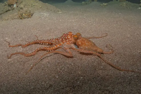 Kızıl Deniz 'deki kamuflajın kralı, Eilat Israel. 