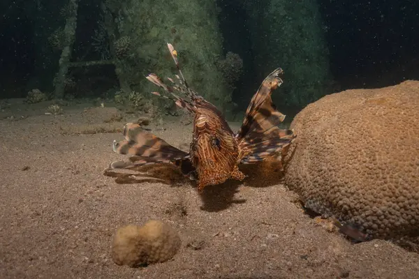 stock image Lionfish in the Red Sea colorful fish, Eilat Israel